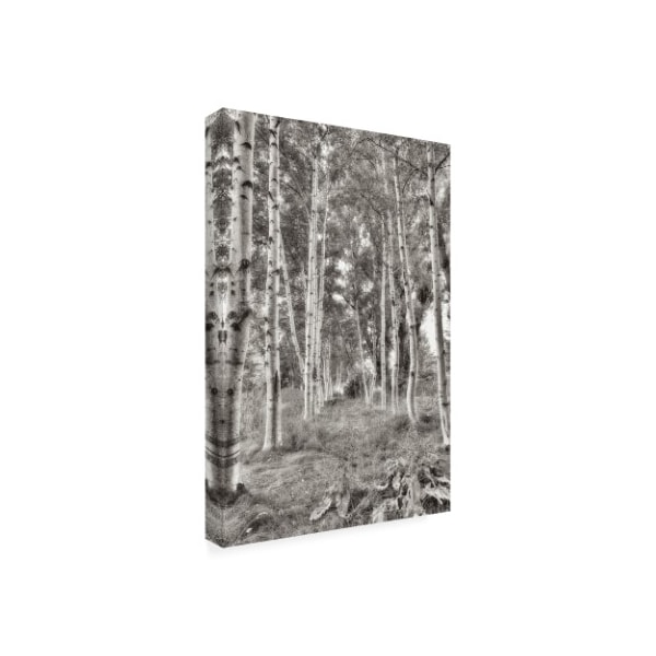 Alan Blaustein 'Birch Trees No.3' Canvas Art,16x24